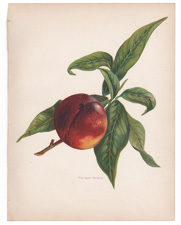 Pine apple Nectarine